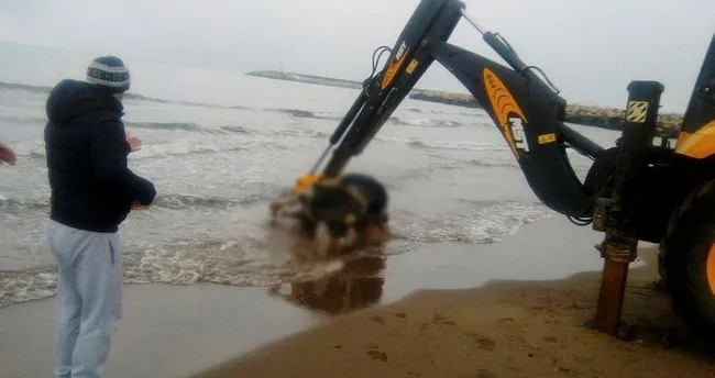 Gemiden atılan ithal 6 büyükbaş hayvan leşi sahile vurdu