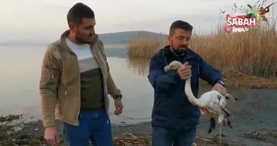 Ayağı kırılan flamingoyu kurtardılar... İlk müdahaleyi vatandaş yaptı | Video