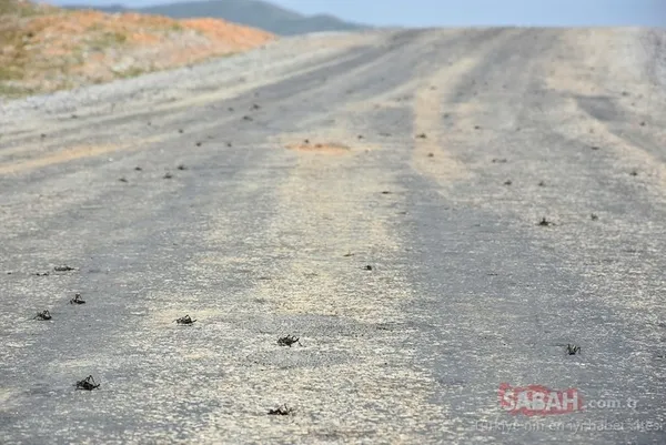 Tehlike henüz geçmedi: O ülkede çekirge istilası...
