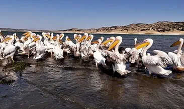 Frig Vadisi'ndeki Porsuk Baraj Gölü pelikanları ağırlıyor #afyonkarahisar