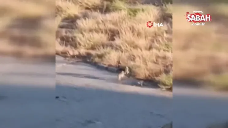 Çakalların oyunu merakla izlendi | Video