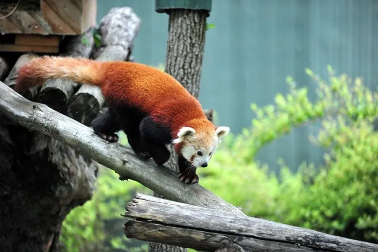 Yurtdışından Türkiye’ye getirildi: Kızıl panda ilgi odağı oldu