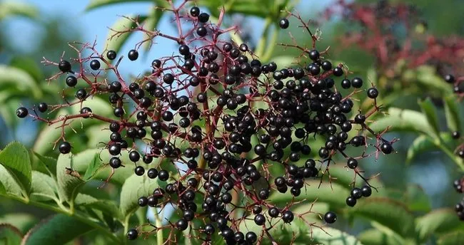 corona viruse karsi etkili oldugu iddia