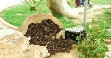 Keçiboynuzunun faydaları nelerdir?