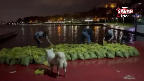 İstanbul’da 4 ton kaçak midye ele geçirildi | Video