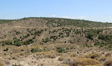 Hazine arazileri lavanta açacak