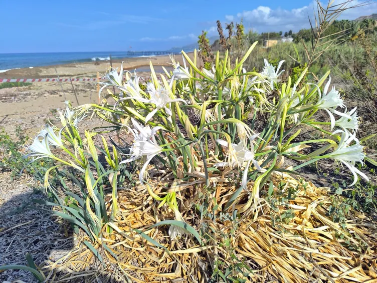 Aman dikkat: Bu çiçeği koparmanın cezası bir servete mal oluyor!