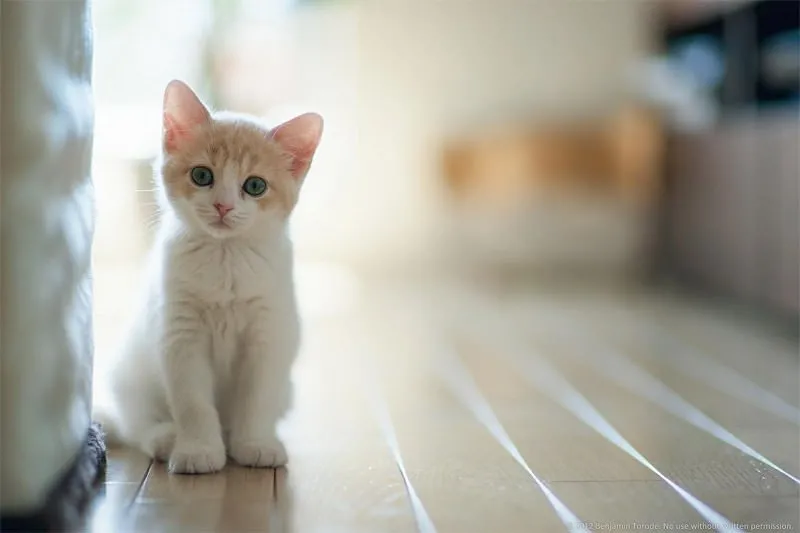 kedi beslemek sizofreni yapabilir