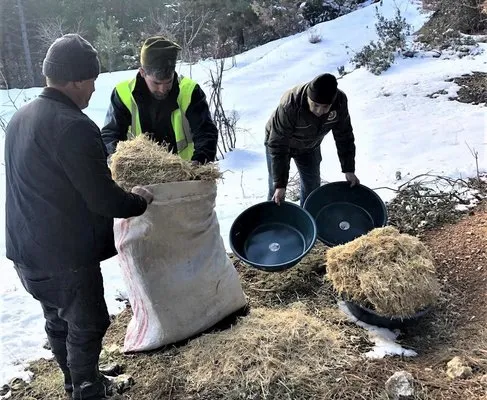 Kütahya Orman Bölge Müdürlüğü’nden yaban hayvanlarına yem desteği