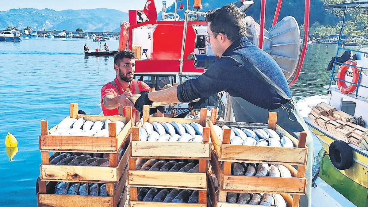 Denizde palamut bereketi