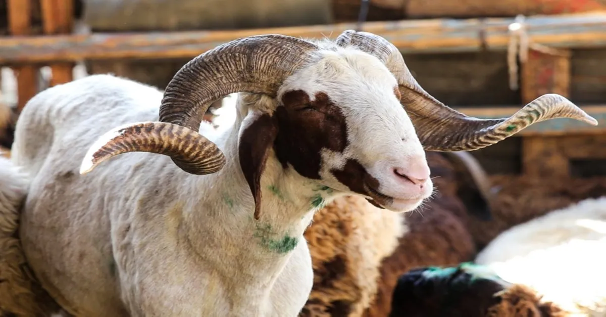 ruyada kurban kesmek ne anlama gelir ruyada kurban gormek koyun ve inek kesmek hakkinda yorum ruya tabirleri haberleri