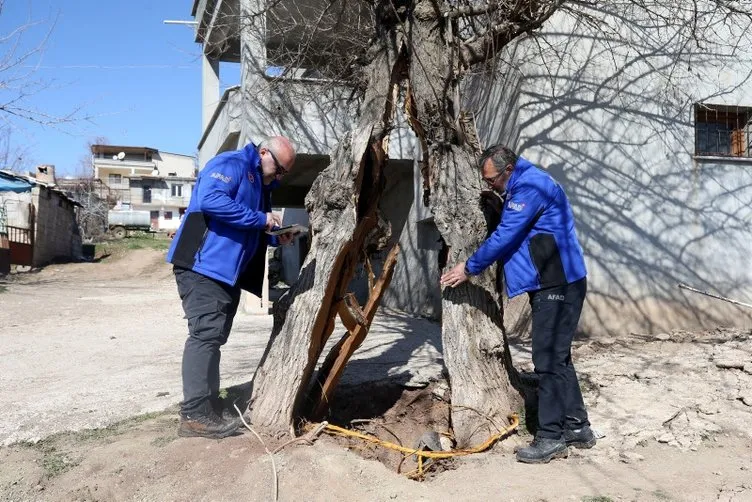 Kahramanmaraş’taki deprem ağacı ikiye ayırmıştı! Uzman isimden çarpıcı yorum!