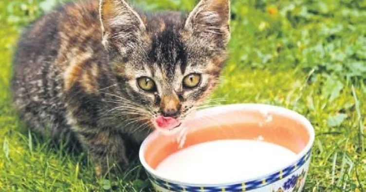 İnek sütü içen kediler, kuş gribine yakalandı