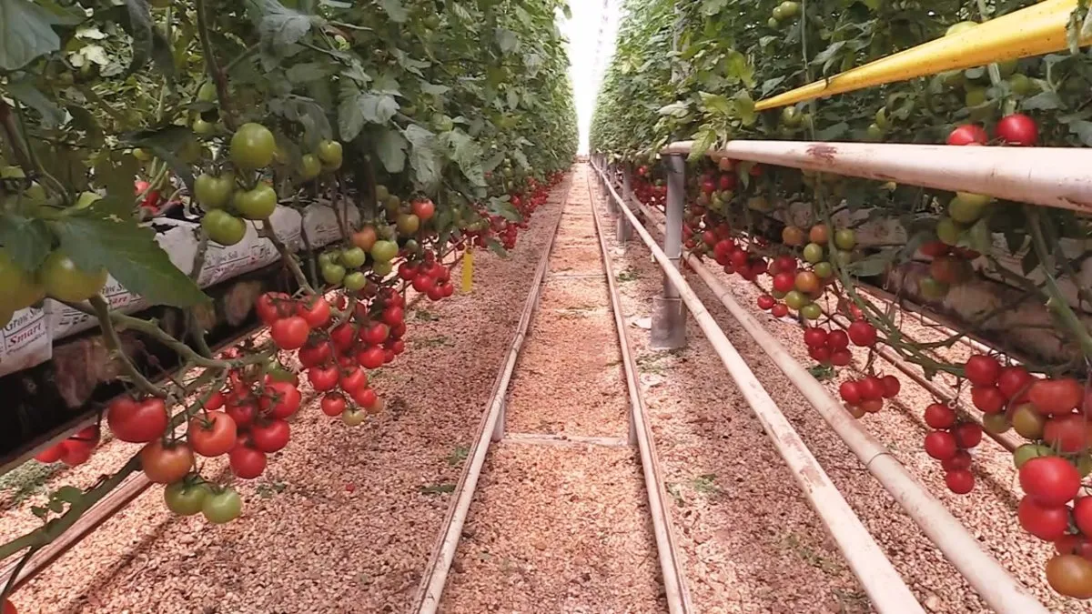 Türkiye jeotermal seracılıkta ilk sıralara yükseliyor