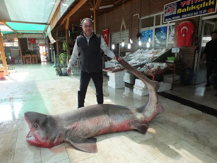 Mersin’de 4 metrelik dev köpek balığı görenleri şaşkına çevirdi!