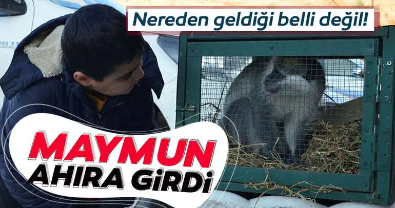 Ahıra giren maymun, koruma altına alındı