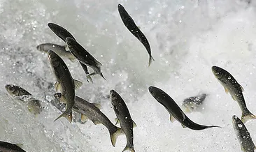 İnci kefalini jandarma koruyor