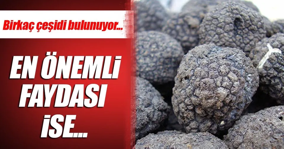 Truf Mantari Nedir Faydalari Neler Saglik Haberleri