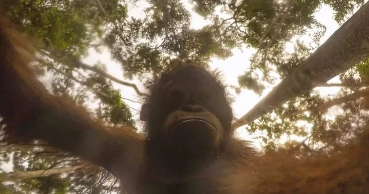 Orangutanın kamerayla imtihanı