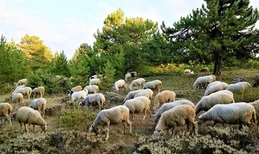 Gökçeada’da 500 koyun buhar olup uçtu