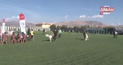 Türk çoban köpeği ırkları podyuma çıktı | Video