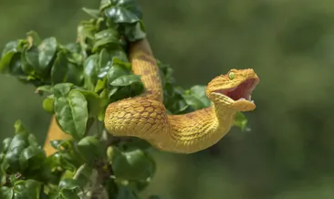 Rüyada yılan görmek