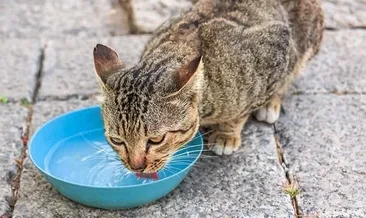 Hayvan dostalarımızı sıcaktan koruyalım