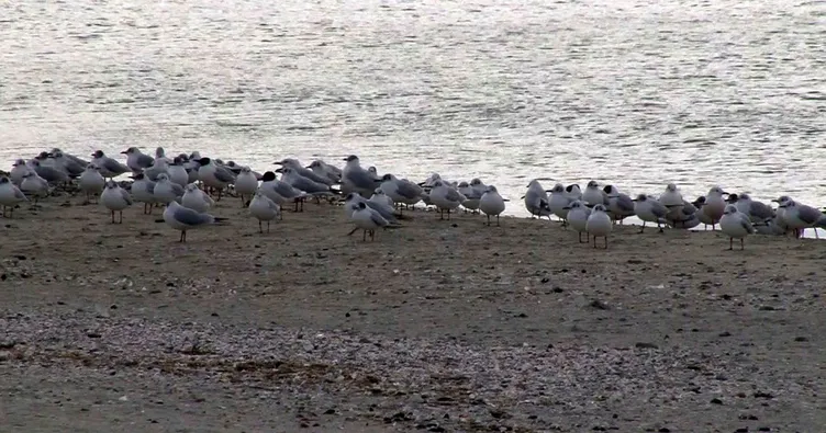 Menekşe Sahili martılara kaldı