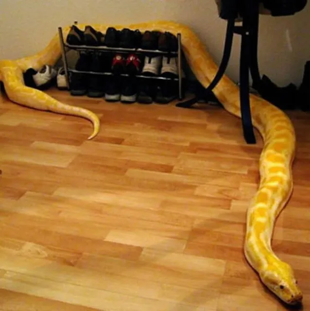 Evlerinde dev bir yılan var!
