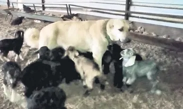 Keçilerin sütannesi oldu