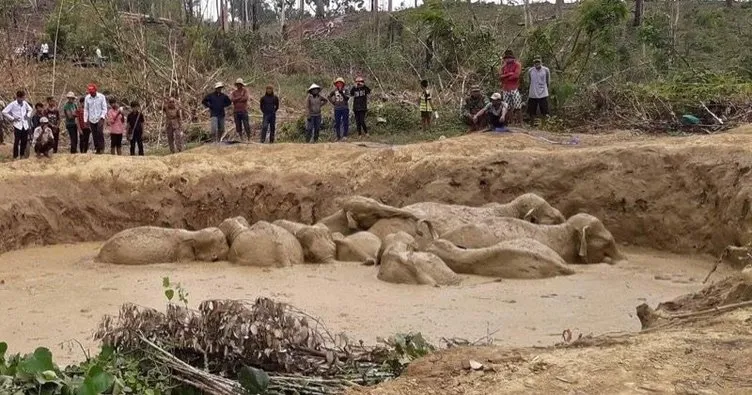 Kamboçya’da çamura saplanan filler kurtarıldı