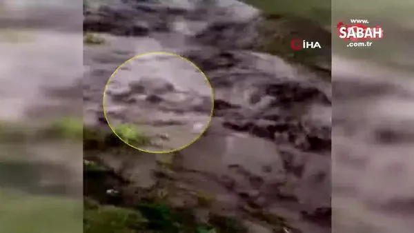 Ardahan'da sele kapılan dananın sürüklenme anı kameralara yansıdı | Video