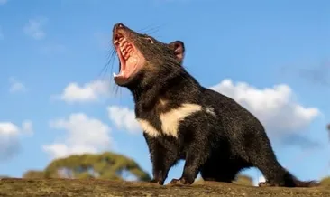 Üç bin yıl sonra vatanına döndü