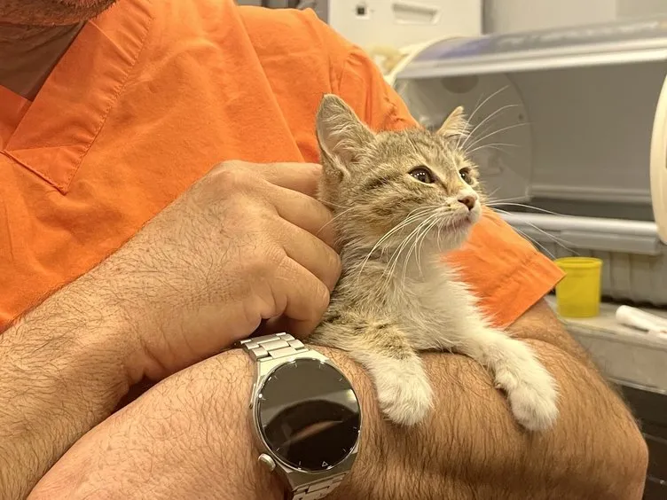 Eskişehir’de esrarengiz olay! Bu kedi gıdaklıyor: Sebebi şoke etti!