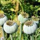 Türkiye’de haşhaş ekimi yasaklandı