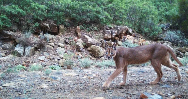 Dünyada bir ilk: “İki vahşi kedi bir arada yaşıyor”