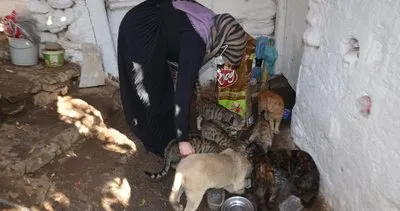 Evinde onlarca kedi besleyen fedakar kadının mama çağrısı #mus