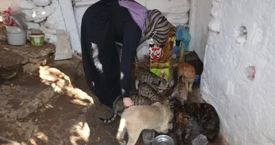 Evinde onlarca kedi besleyen fedakar kadının mama çağrısı