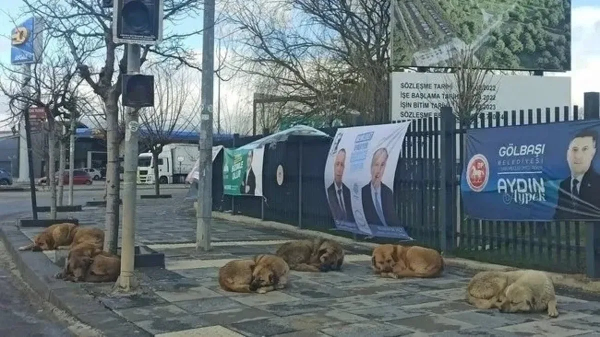 BBP'den Gölbaşı Belediyesi’ne çağrı ‘’Mama lobilerinden korkmayın’’