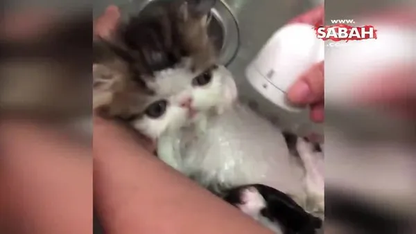 Sevimli yavru kedinin lavabodaki banyo keyfi