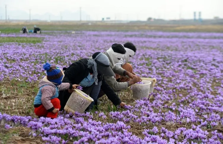 İran'da safran hasadı