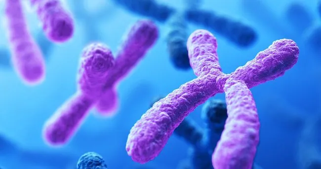 kromozom nedir insanlarda kromozom