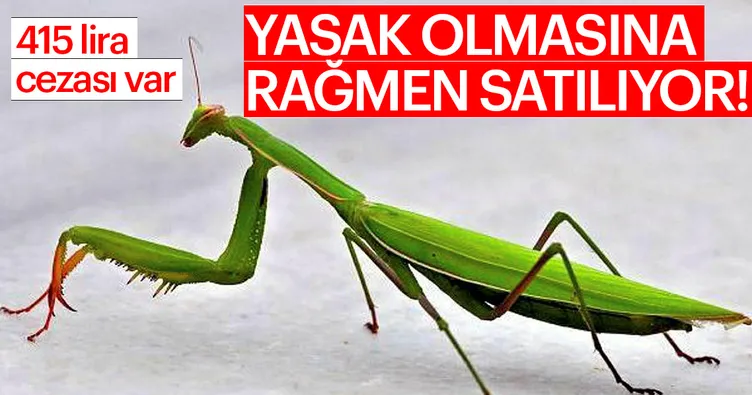 Yasak olmasına rağmen satıyorlar