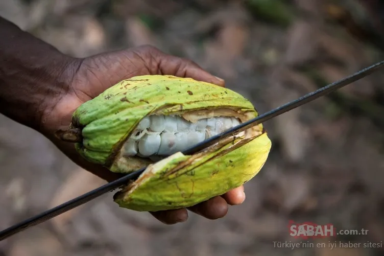 Binlerce yıl önce ilaç olarak kullanılıyordu! Vitamin eksikliğini gideriyor...