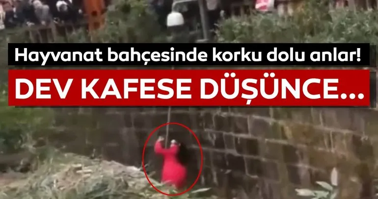 Korku dolu anlar! Küçük kız kafeslerine düşünce...