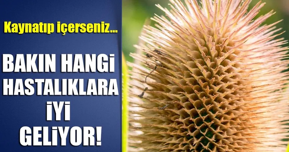 Deve Dikeni Nedir Faydalari Nelerdir Saglik Haberleri