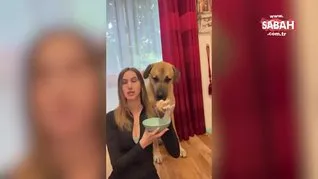 O artık Londralı! Kangal köpeğinin Londra’daki yaşamı sosyal medyada viral oldu: 70 kg ama pamuk gibi...