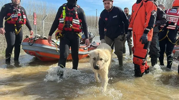edirnede-meric-ve-tuncada-taskin-tehlikesi-suruyor-hayvanlar-ekipler-tarafindan-kurtarildi-1771851633622.jpg
