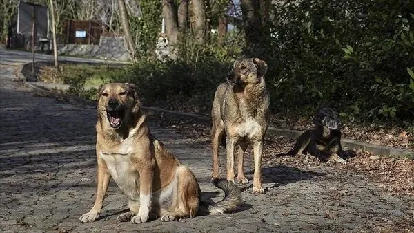 Çankırı’da başıboş köpek dehşeti! Saldırıya uğrayan 6 yaşındaki çocuk ağır yaralandı