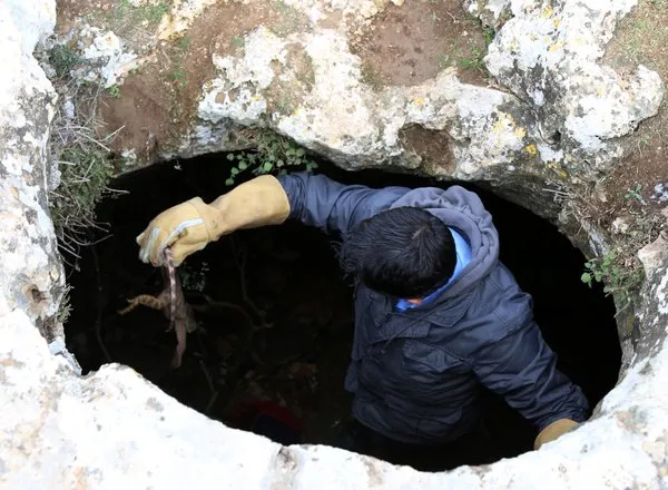 Şanlıurfa'da çöl varanı ölü bulundu
